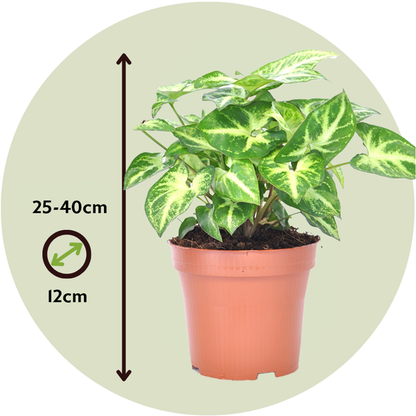 Arrowhead Plant Red Heart - 3 pcs. - Syngonium 'Pixie' - Height 25-40cm - ⌀12cm