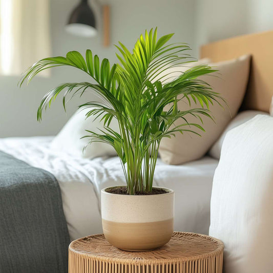 Areca palm 'Golden Cane' - 2 pcs. - Dypsis lutescens - Height 30-45cm - ⌀12cm