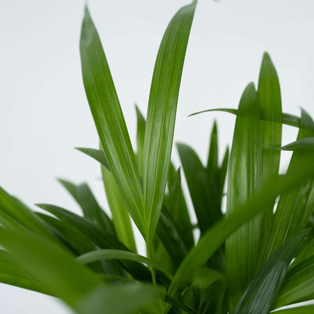 Areca palm 'Golden Cane' - 2 pcs. - Dypsis lutescens - Height 30-45cm - ⌀12cm