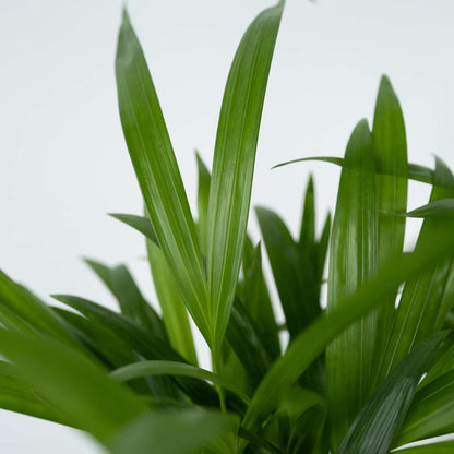 Areca palm 'Golden Cane' - 2 pcs. - Dypsis lutescens - Height 30-45cm - ⌀12cm
