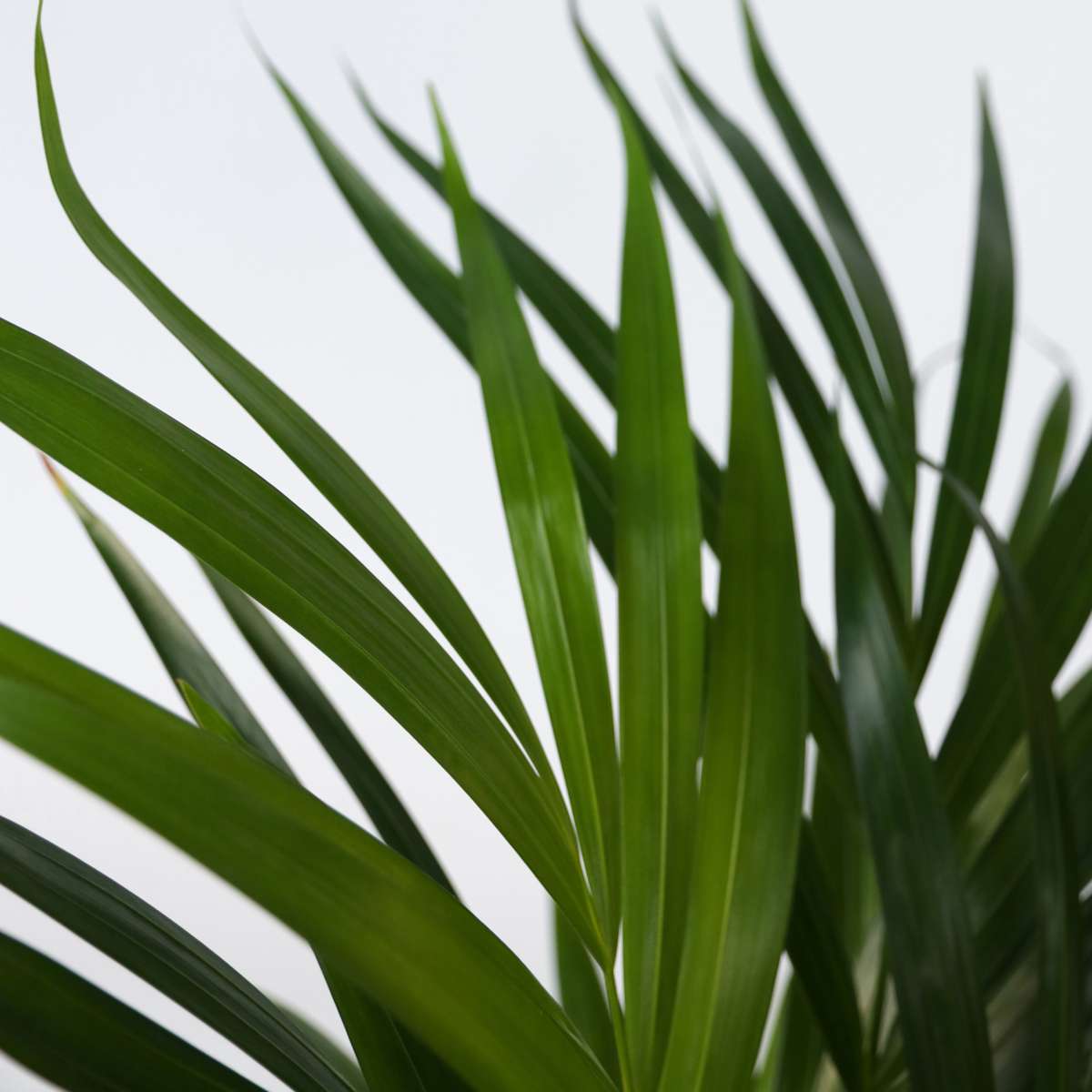 Areca palm 'Golden Cane' - 2 pcs. - Dypsis lutescens - Height 30-45cm - ⌀12cm