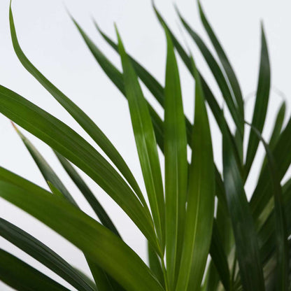 Areca palm 'Golden Cane' - 4 pcs. - Dypsis lutescens - Height 30-45cm - ⌀12cm