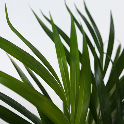 Areca palm 'Golden Cane' - 4 pcs. - Dypsis lutescens - Height 60-70cm - ⌀17cm