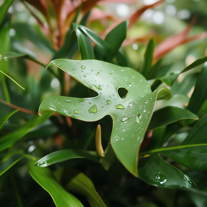 Monstera Minima - Rhaphidophora tetrasperma - Height 20-30cm - ⌀12cm