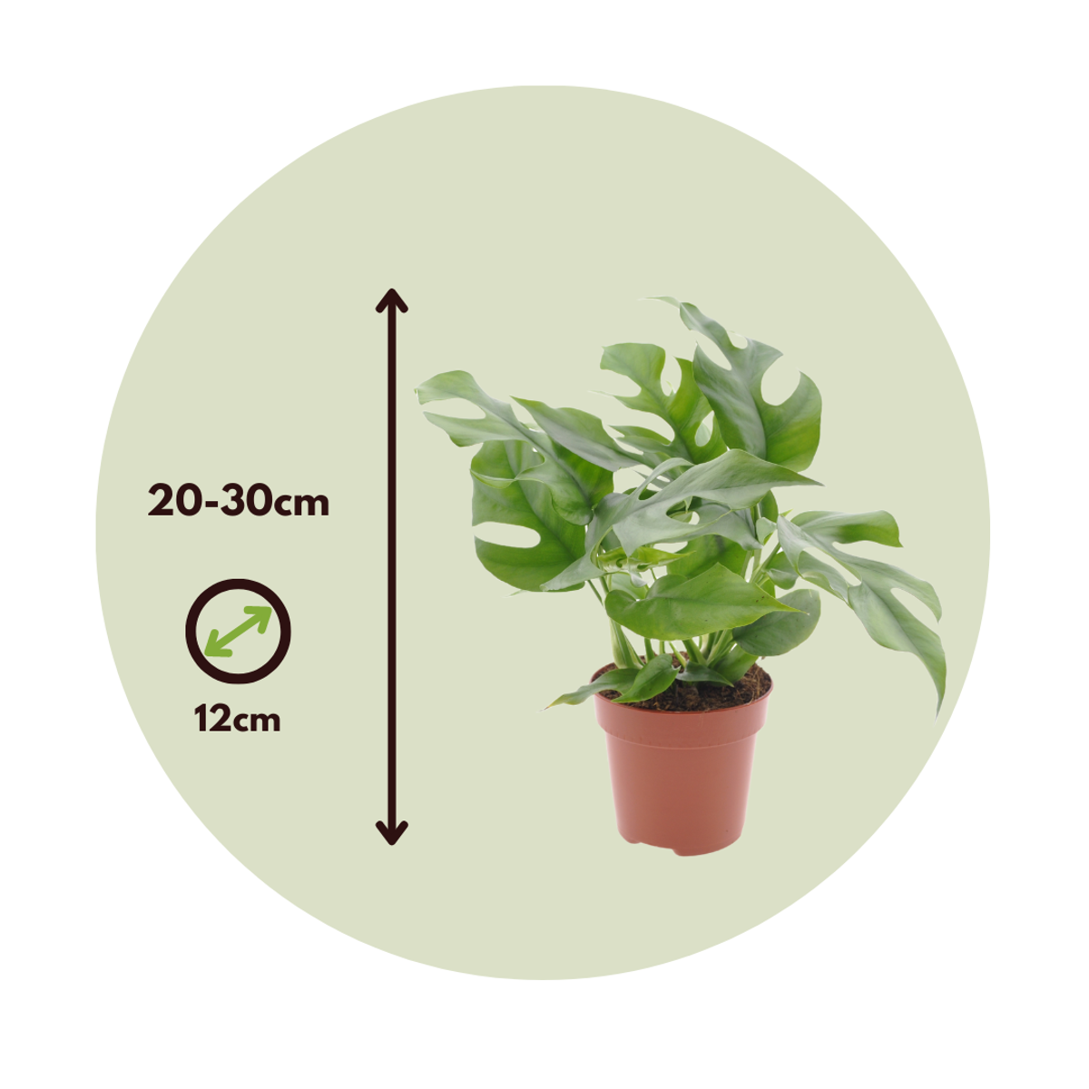 Monstera Minima - Rhaphidophora tetrasperma - Height 20-30cm - ⌀12cm
