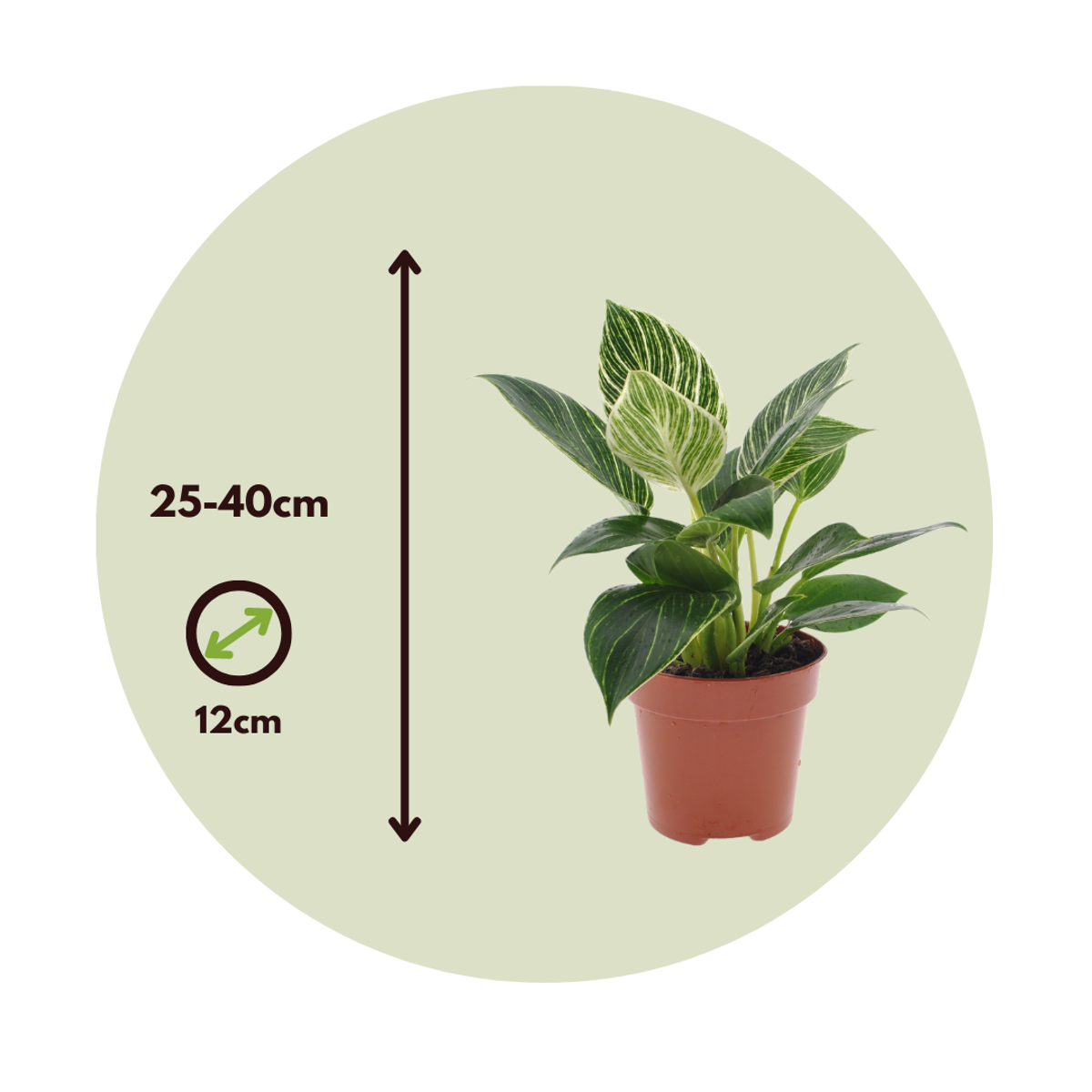 Sweetheart Plant - 2 pcs. - Philodendron 'White Wave' - Height 25-40cm - ⌀12cm