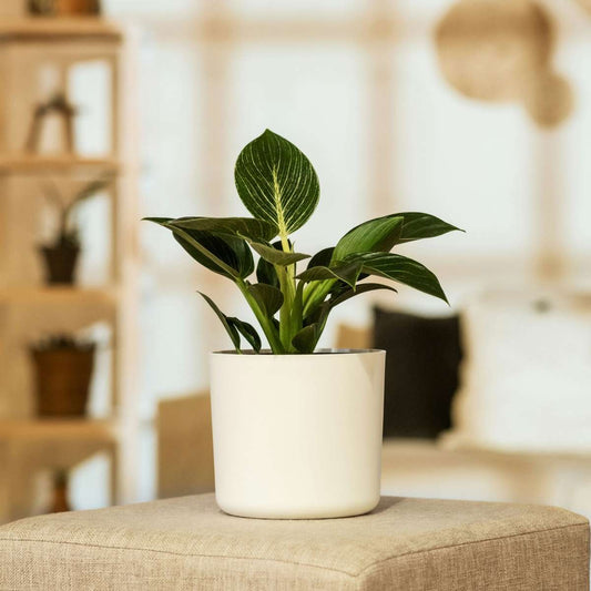 Sweetheart Plant - 2 pcs. - Philodendron 'White Wave' - Height 25-40cm - ⌀12cm