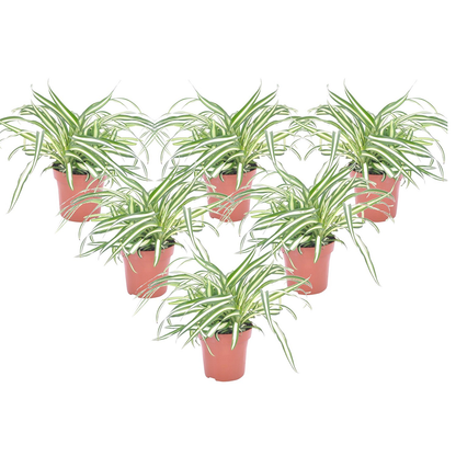 Spider plant - 6 pcs. - Chlorophytum comosum 'Atlantic' - Height 25-40cm - ⌀12cm