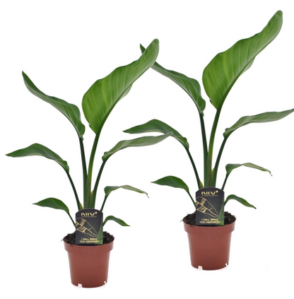 Giant Bird of Paradise - 2 pcs. - Strelitzia nicolai - Height 40-50cm - ⌀12cm