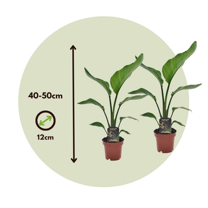 Giant Bird of Paradise - 2 pcs. - Strelitzia nicolai - Height 40-50cm - ⌀12cm