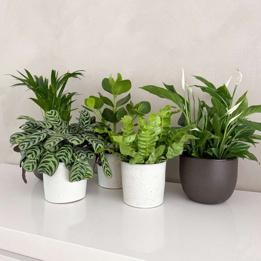 Air Purifying Mix - 5 pcs. - Houseplants - Height 25-40cm - ⌀12cm