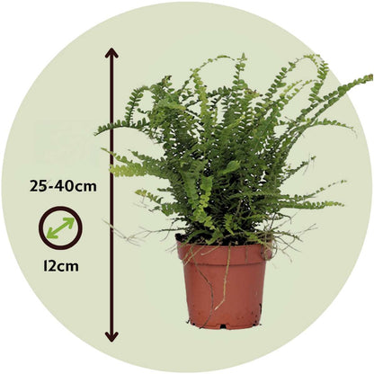 Sword fern - Nephrolepis 'Duffii' - Height 25-40cm - ⌀12cm