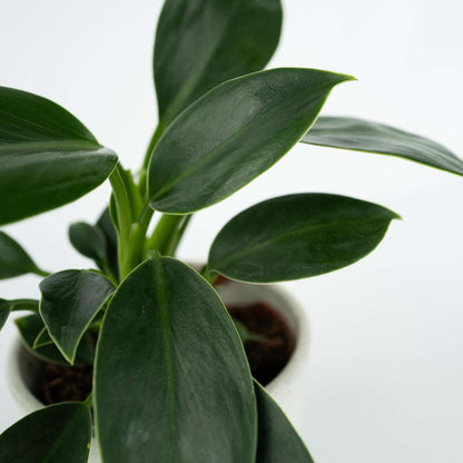 Sweetheart Plant - Philodendron 'Green Princess' - Height 20-30cm - ⌀12cm