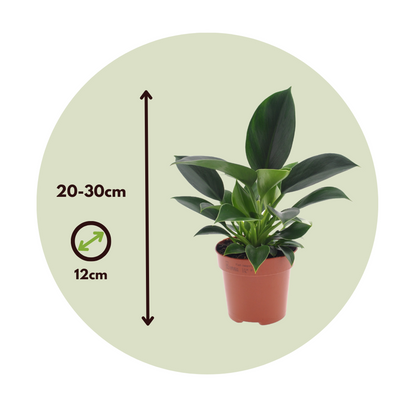 Sweetheart Plant - Philodendron 'Green Princess' - Height 20-30cm - ⌀12cm