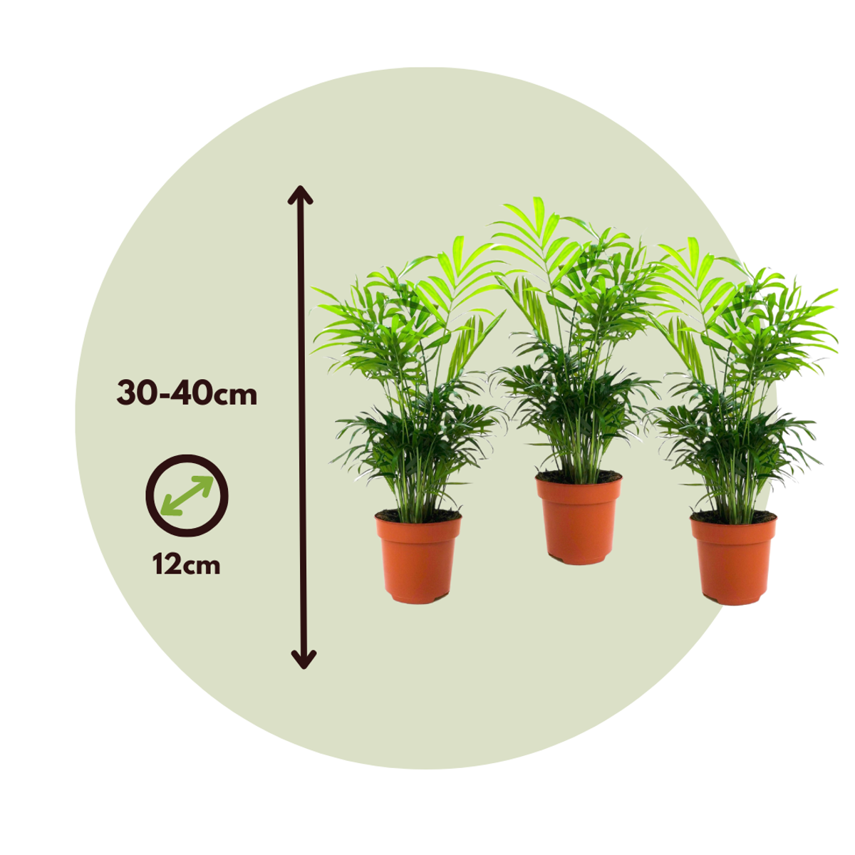 Parlour Palm - 3 pcs. - Chamaedorea elegans - Height 30-40cm - ⌀12cm