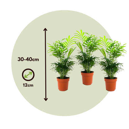 Parlour Palm - 3 pcs. - Chamaedorea elegans - Height 30-40cm - ⌀12cm