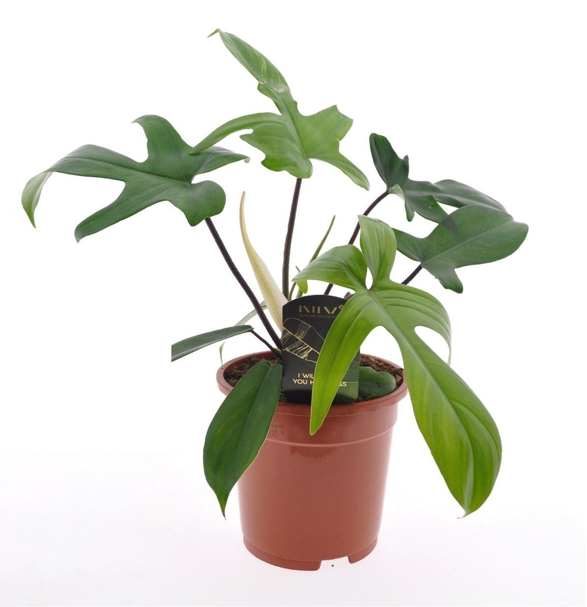 Sweetheart Plant - Philodendron 'Florida Green' - Height 40-50cm - ⌀17cm