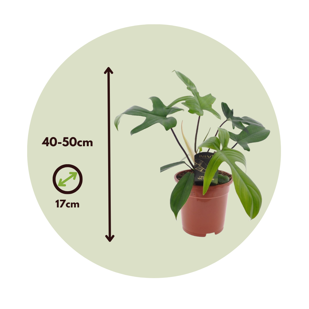 Sweetheart Plant - Philodendron 'Florida Green' - Height 40-50cm - ⌀17cm