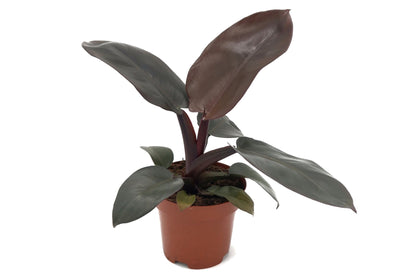 Sweetheart Plant - Philodendron 'Black Cardinal' - Height 20-30cm - ⌀12cm