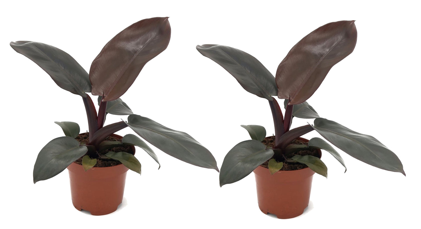 Sweetheart Plant - 2 pcs. - Philodendron 'Black Cardinal' - H20-30cm - ⌀12cm