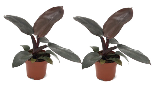 Sweetheart Plant - 2 pcs. - Philodendron 'Black Cardinal' - H20-30cm - ⌀12cm