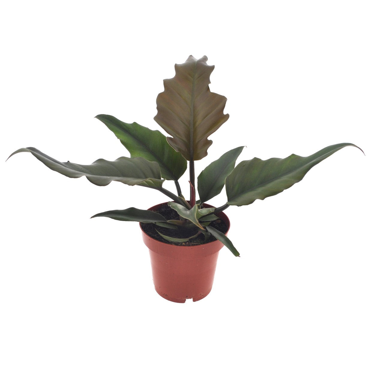 Sweetheart Plant - Philodendron 'Caramel' - Height 25-35cm - ⌀12cm