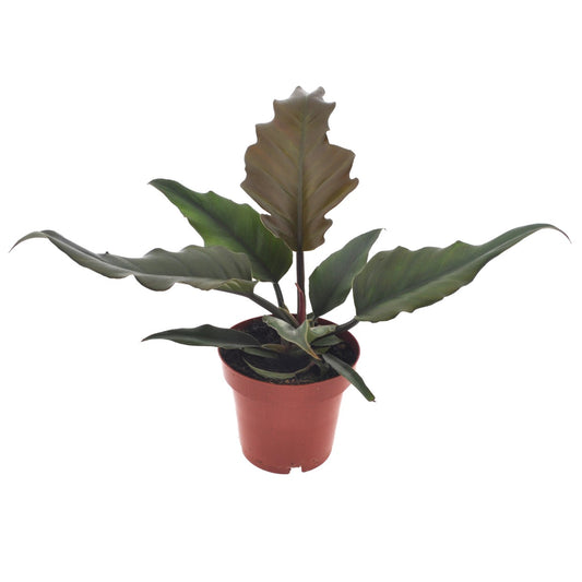Sweetheart Plant - Philodendron 'Caramel' - Height 25-35cm - ⌀12cm