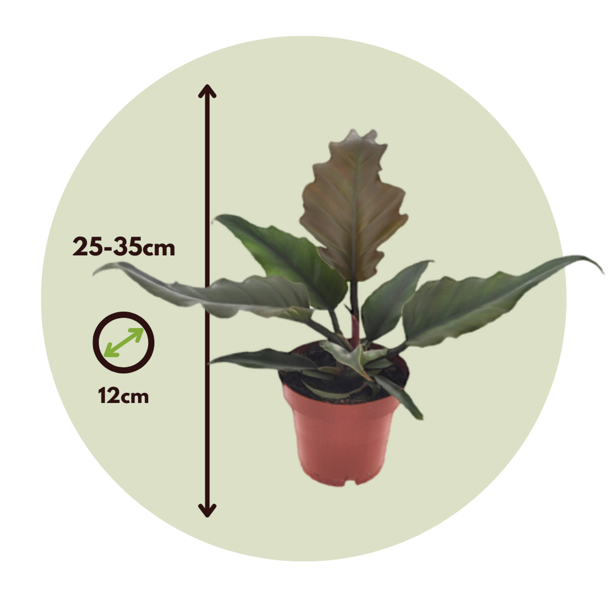 Sweetheart Plant - Philodendron 'Caramel' - Height 25-35cm - ⌀12cm