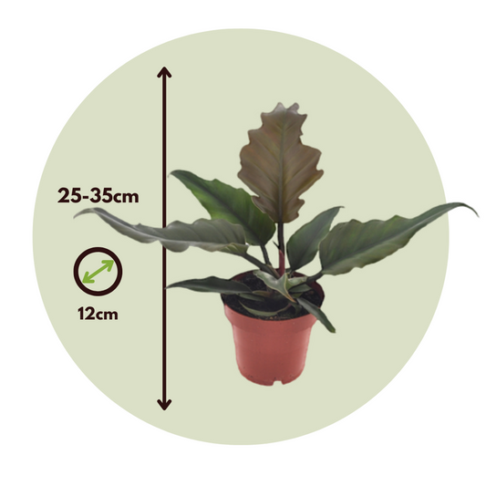 Sweetheart Plant - Philodendron 'Caramel' - Height 25-35cm - ⌀12cm