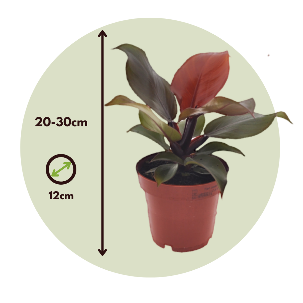 Sweetheart Plant - Philodendron 'Sun Light' - Height 20-30cm - ⌀12cm