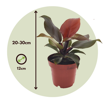 Sweetheart Plant - Philodendron 'Sun Light' - Height 20-30cm - ⌀12cm