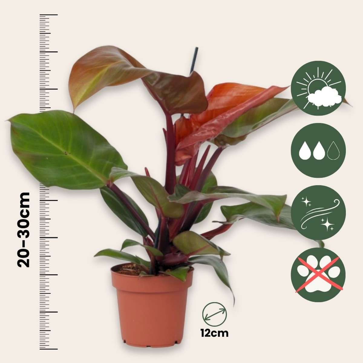 Sweetheart Plant - Philodendron 'Sun Light' - Height 20-30cm - ⌀12cm