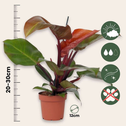 Sweetheart Plant - 2 pcs. - Philodendron 'Sun Light' - Height 20-30cm - ⌀12cm