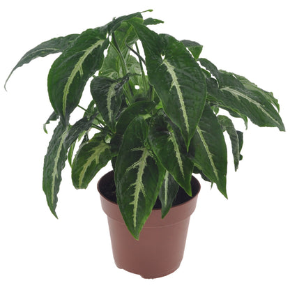 Arrowhead Plant - Syngonium 'Wendlandii' - Height 20-30cm - ⌀12cm