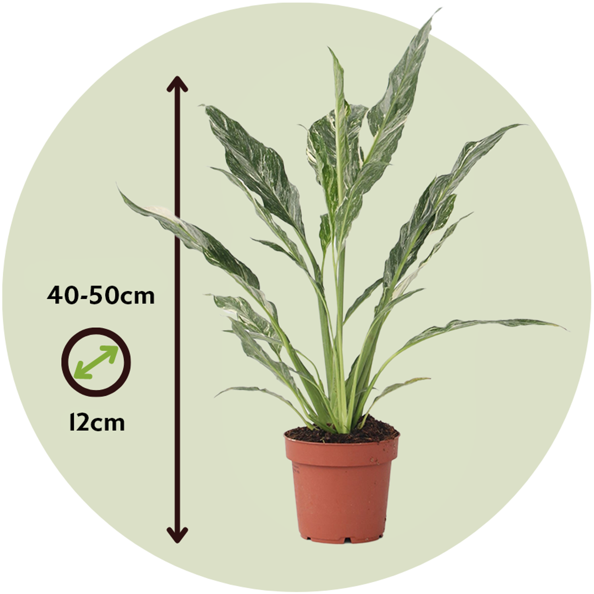 Peace lilly - 2 pcs. - Spathiphyllum 'Diamond' - Height 40-50cm - ⌀12cm