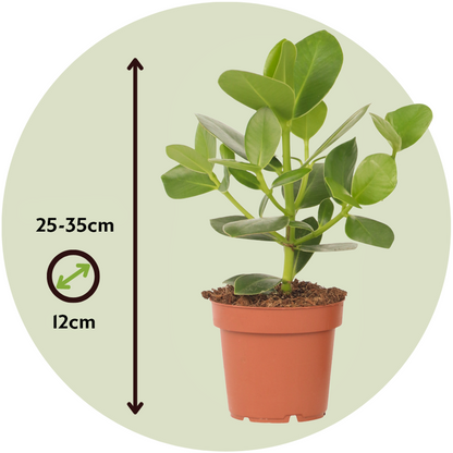 Autograph tree - 2 pcs. - Clusia rosea 'Princess' - Height 25-35cm - ⌀12cm