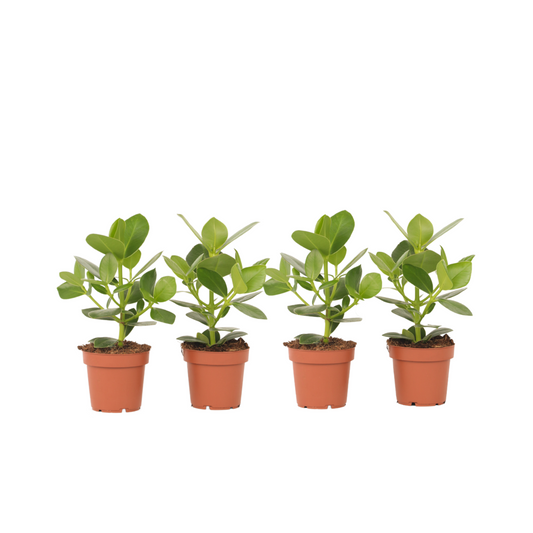 Autograph tree - 4 pcs. - Clusia rosea 'Princess' - Height 25-35cm - ⌀12cm