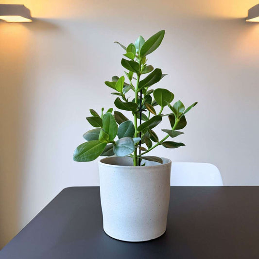 Autograph tree - Clusia rosea 'Princess' - Height 50-60cm - ⌀17cm