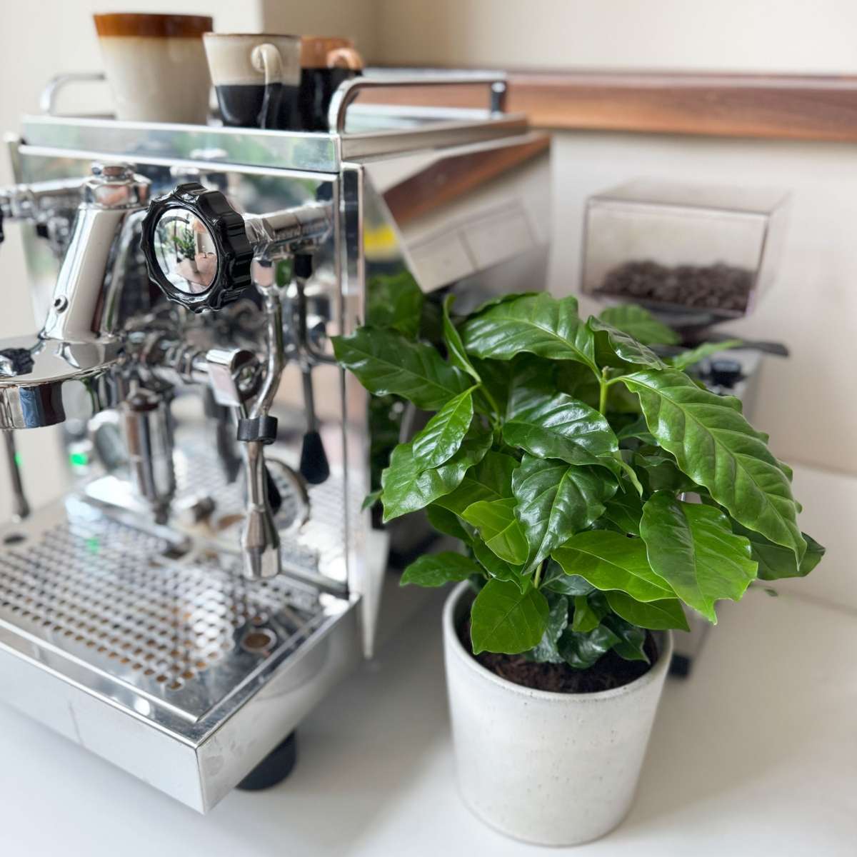 Coffee plant - 2 pcs. - Coffea arabica - Height 25-40cm - ⌀12cm