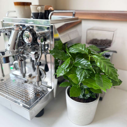 Coffee plant - 2 pcs. - Coffea arabica - Height 25-40cm - ⌀12cm