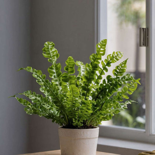 Bird's nest fern - Asplenium nidus 'Crispy Wave' - Height 25-40cm - ⌀12cm