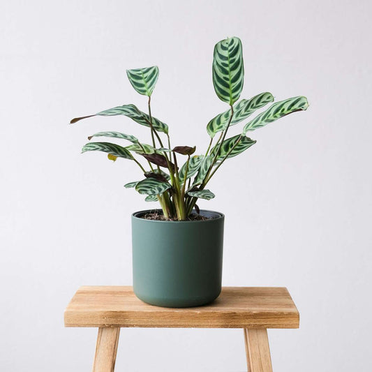 Never Never Plant - 2 pcs. - Ctenanthe 'Amagris' - Height 20-30cm - ⌀12cm