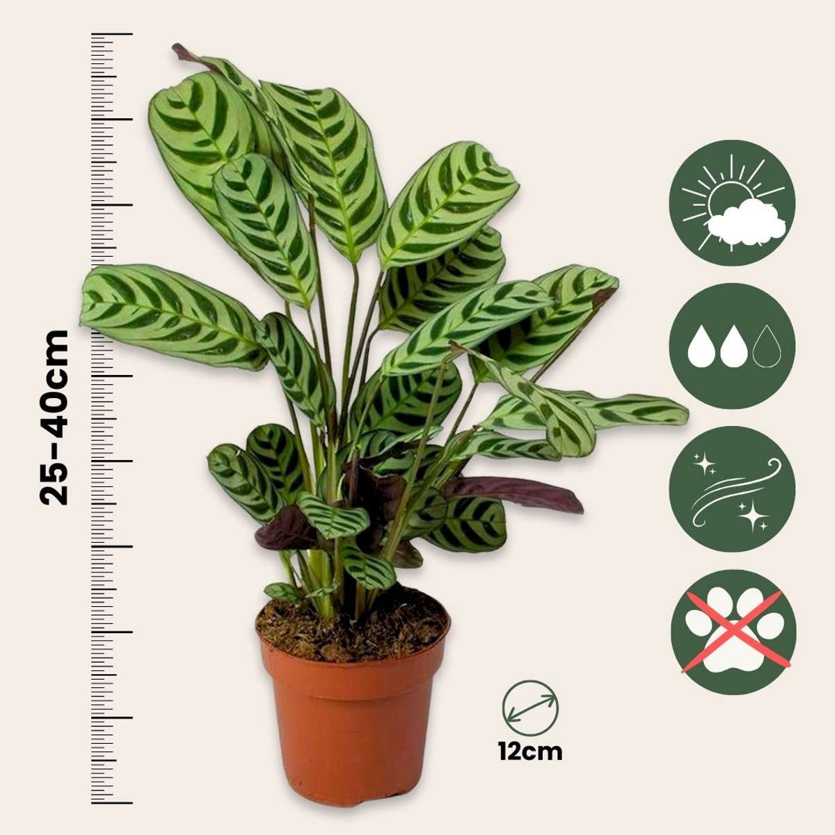 Never Never Plant - 4 pcs. - Ctenanthe 'burle-marxii' - Height 25-40cm - ⌀12cm
