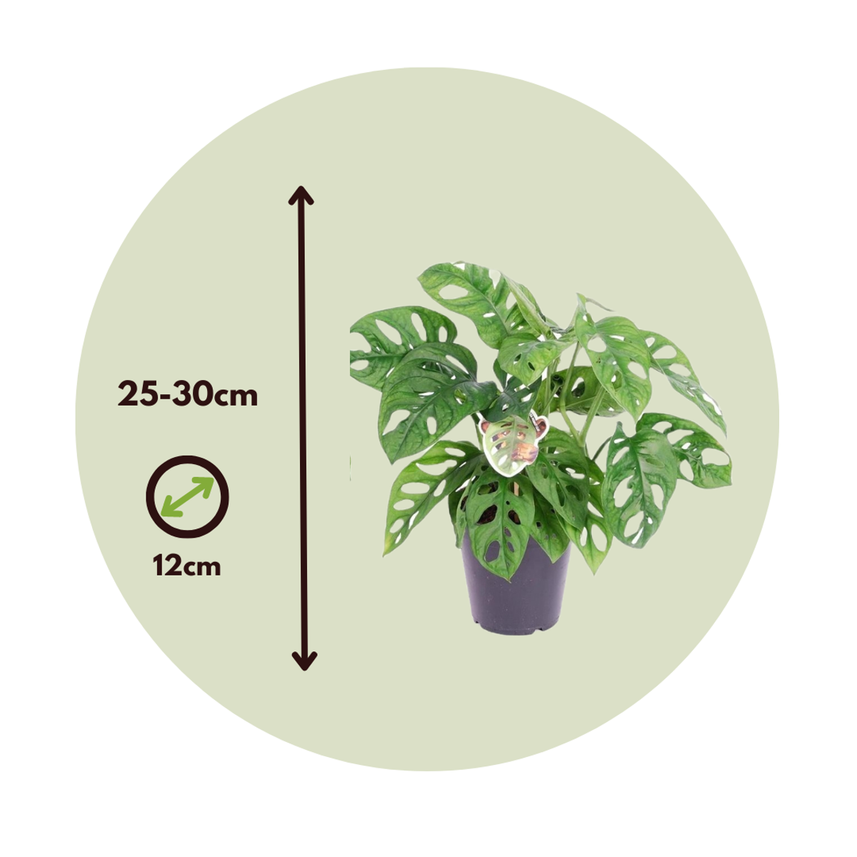 Mini Swiss Cheese Plant - Monstera adansonii 'Monkey Mask' - H25-30cm - ⌀12cm