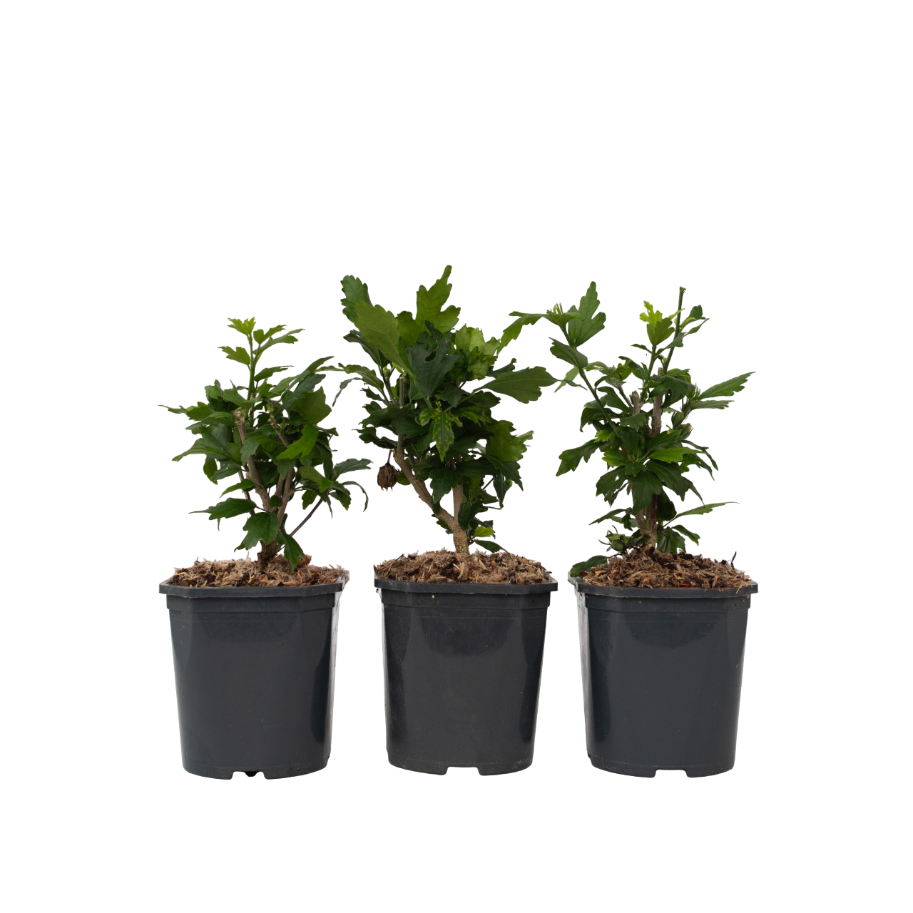 Rose of Sharon - 3 pcs. - Hibiscus syriacus - Height 25-40cm - ⌀17cm