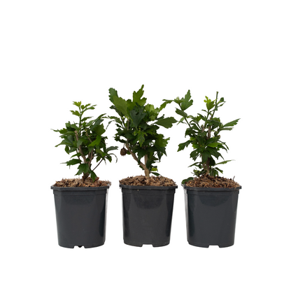 Rose of Sharon - 3 pcs. - Hibiscus syriacus - Height 25-40cm - ⌀17cm