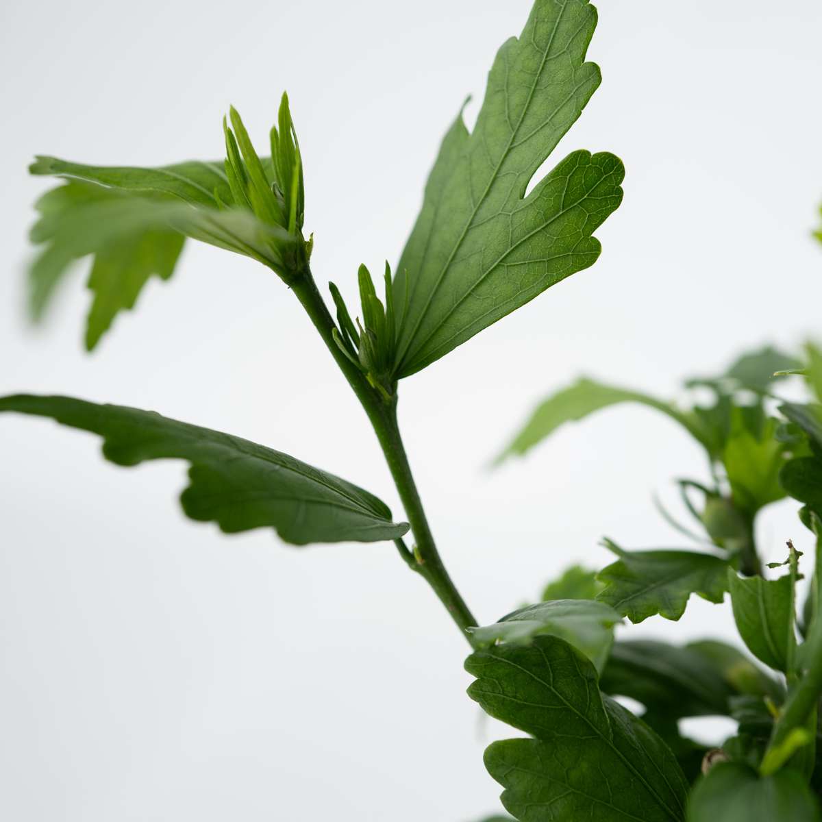 Rose of Sharon - 6 pcs. - Hibiscus syriacus - Height 25-40cm - ⌀17cm