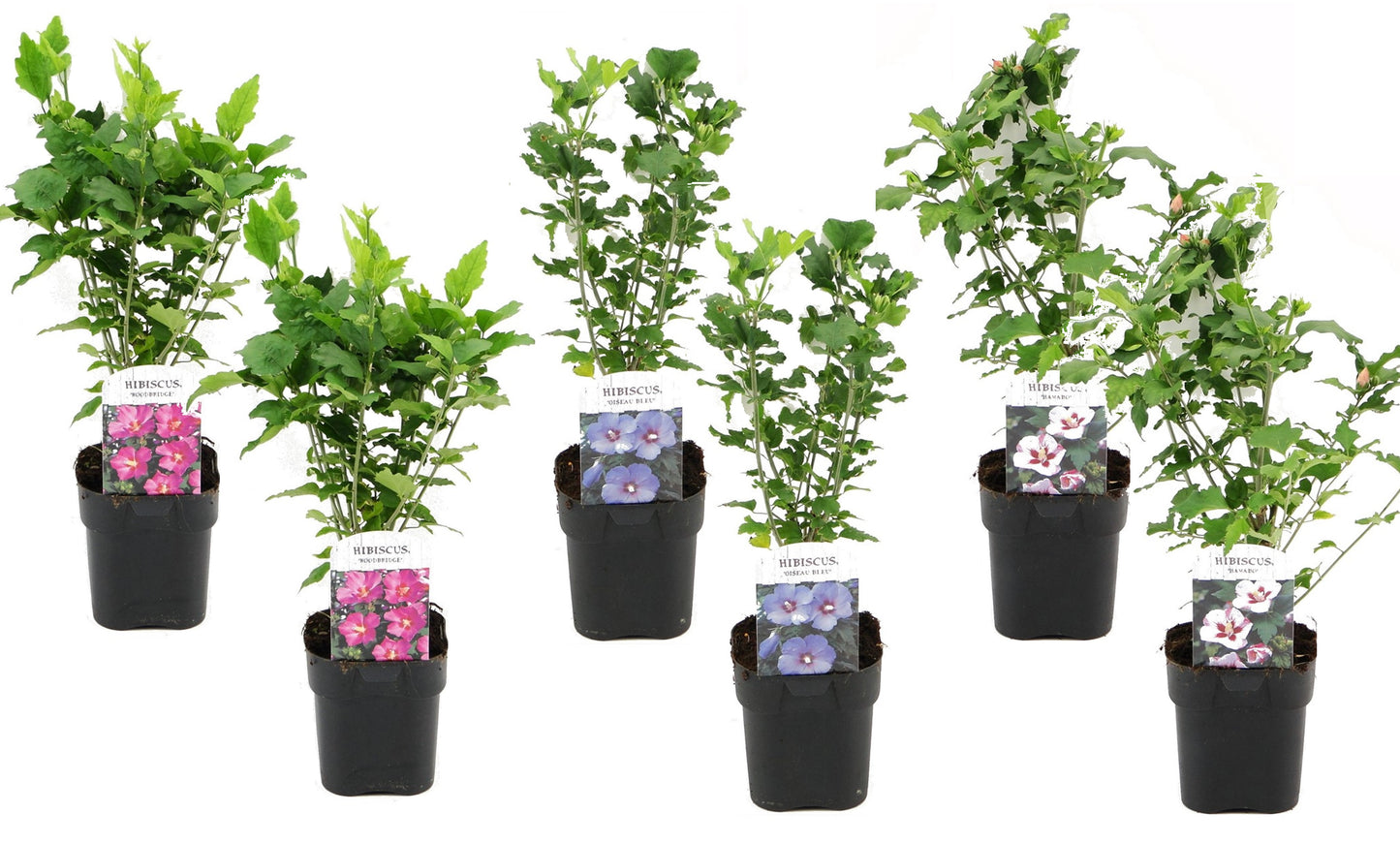 Rose of Sharon - 6 pcs. - Hibiscus syriacus - Height 25-40cm - ⌀17cm