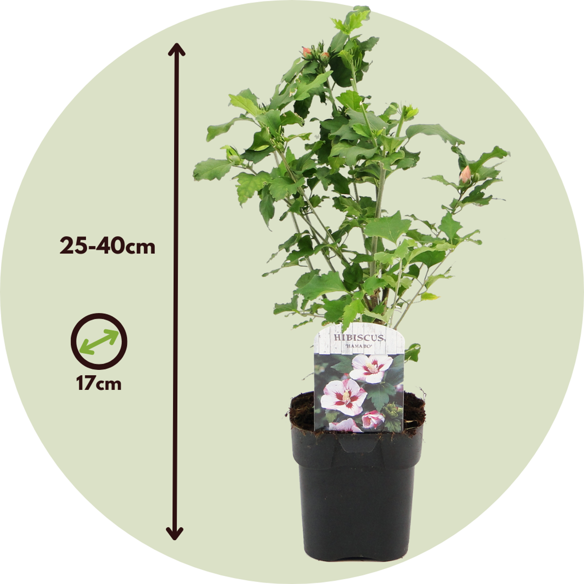 Rose of Sharon - 6 pcs. - Hibiscus syriacus - Height 25-40cm - ⌀17cm