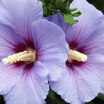 Rose of Sharon - 2 pcs. - Hibiscus 'Oiseau Blue' - Height 25-40cm - ⌀17cm